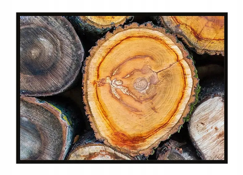 Plakat Drewno 53x73 cm - ForWalls.eu