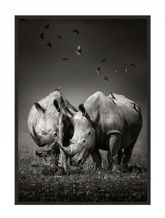 Plakat Nosorożce 33x43 cm  ForWalls.eu