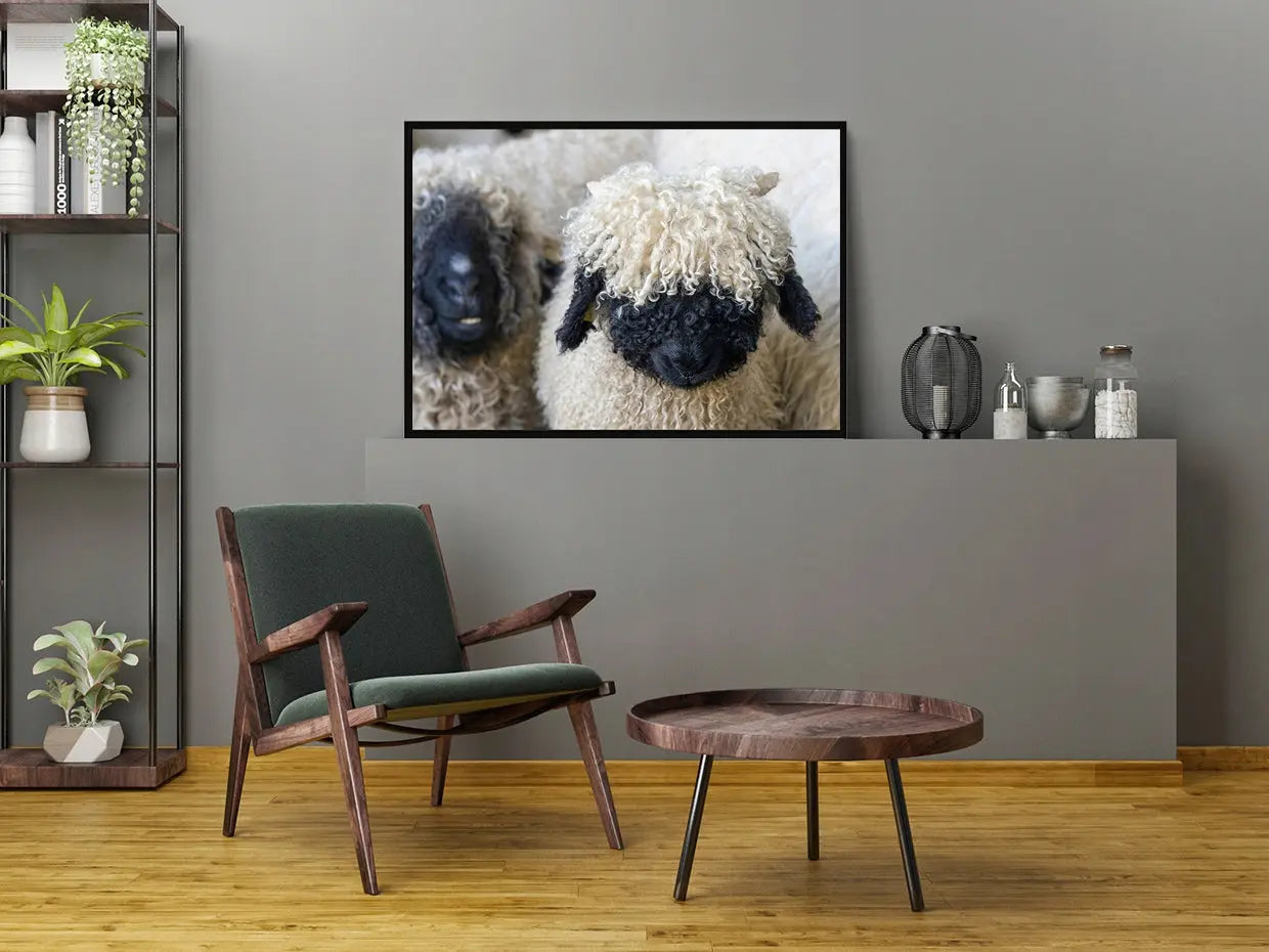 Plakat Owce 33x43 cm  ForWalls.eu