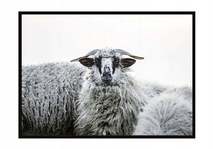 Plakat Owce 33x43 cm  ForWalls.eu