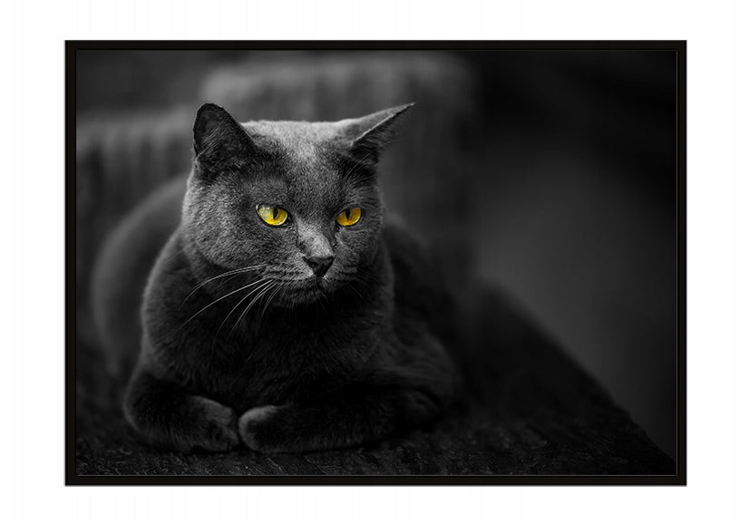 Plakat Kot 33x43 cm  ForWalls.eu