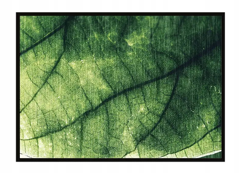 Plakat Liść 53x73 cm  ForWalls.eu