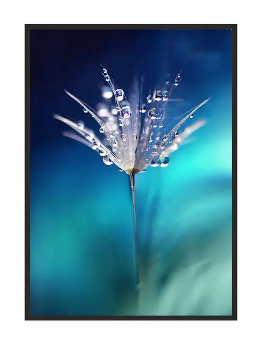 Plakat Rosa 53x73 cm - ForWalls.eu