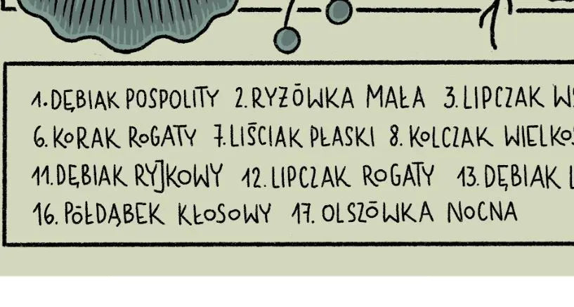 ForWalls.eu - Plakat Liściowce - Handwritten numbered list of 17 Polish plant names in black ink on white background, simple and clear font style. - Luiza Kwiatkowska, plakat, print