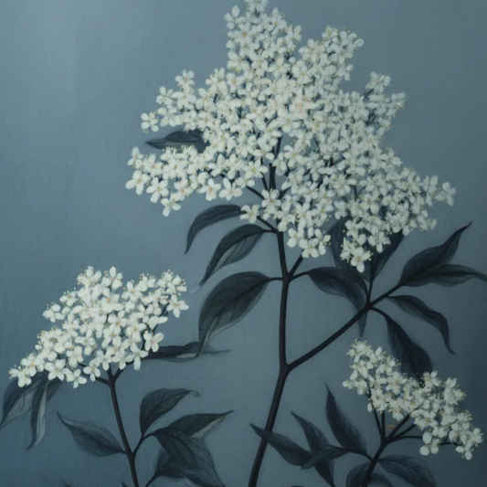 Plakat Białe Kwiaty Czarnego Bzu - ForWalls.eu